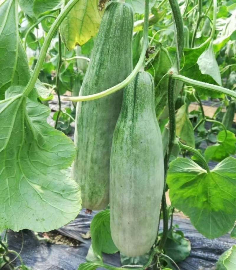 山东费县甜瓜羊角蜜甜瓜货源充足价格实惠商超直供