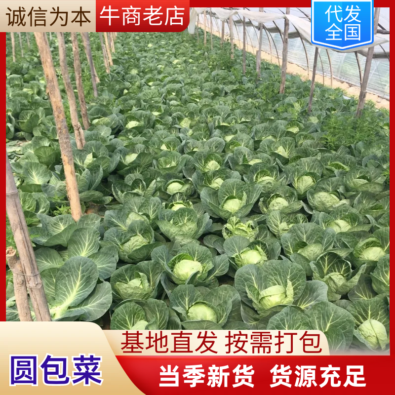 单县精品大棚甘蓝，品质保证，货源充足，可视频看货