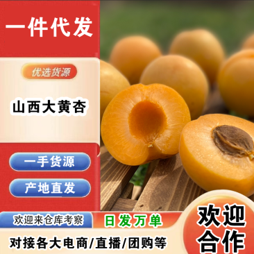 山西大黄杏一件代发产地直发一手货源对接各大电商平台