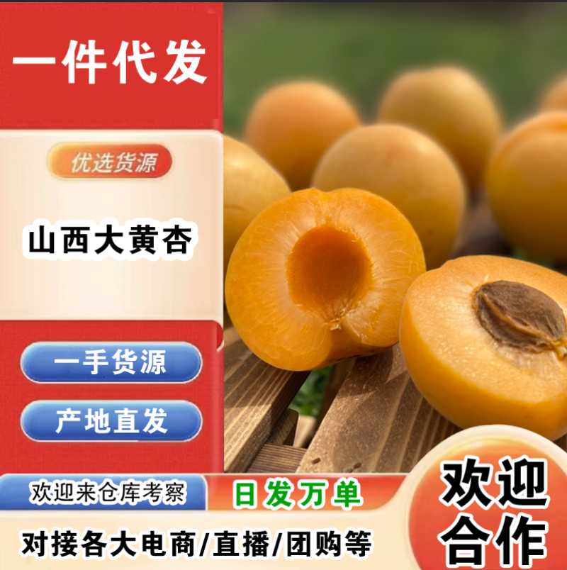 山西大黄杏一件代发产地直发一手货源对接各大电商平台