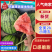 {推荐商家}全美2k小糖丸万亩基地，欢迎来电质量三包