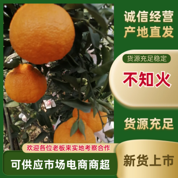 不知火又名丑柑，海量上市，味道脆甜，果面干净，颜色漂亮，