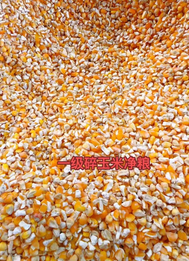 碎玉米600一吨起步价，饲料原料长期供应品质保障