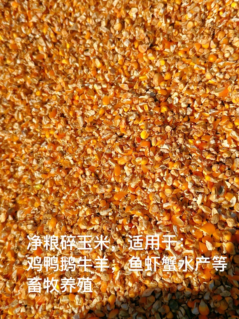 碎玉米600一吨起步价，饲料原料长期供应品质保障