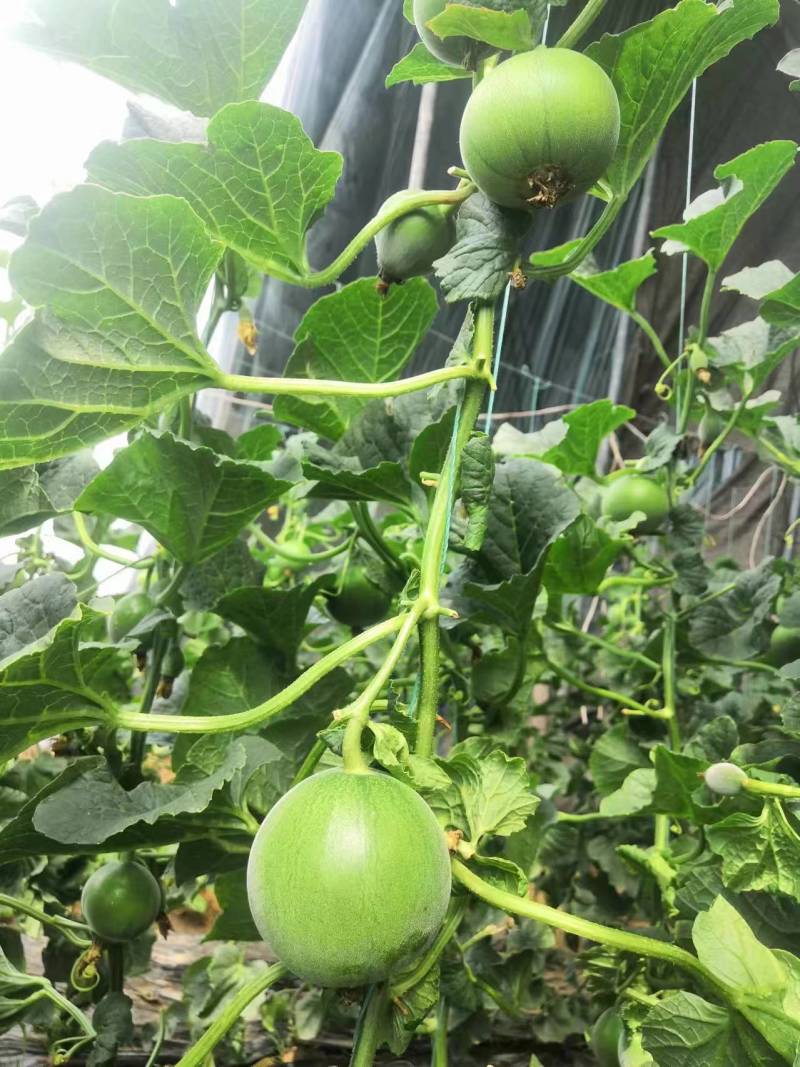 甜宝甜宝甜瓜预售头茬甜瓜，中旬上市欢迎新老客户来电订购