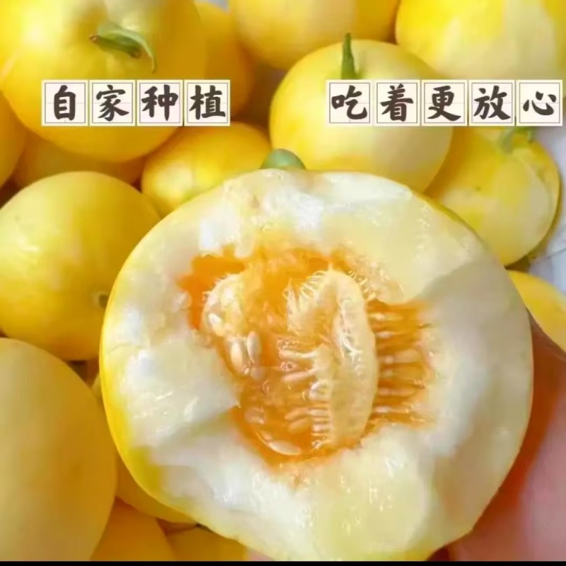 星甜甜瓜小蜜蜂蜜罐甜瓜小蜜罐甜瓜
