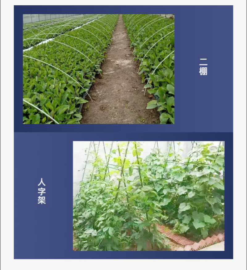 6mm玻璃纤维杆拱棚温室大棚育苗棚遮阳棚