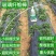 6mm玻璃纤维杆拱棚温室大棚育苗棚遮阳棚