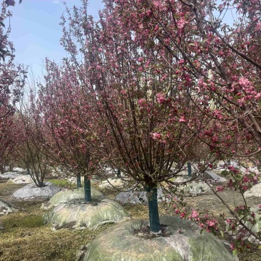 绚丽海棠基地直销成都绚丽海棠价格报价保质保量诚信经营