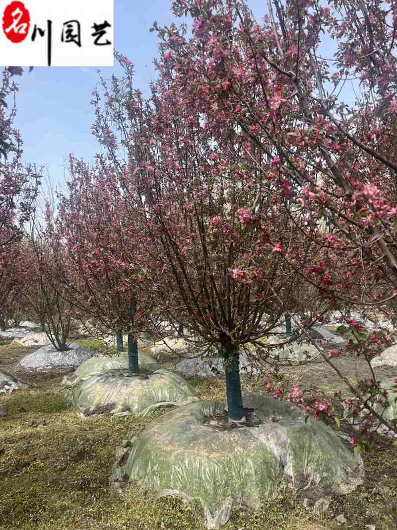 绚丽海棠基地直销成都绚丽海棠价格报价保质保量诚信经营