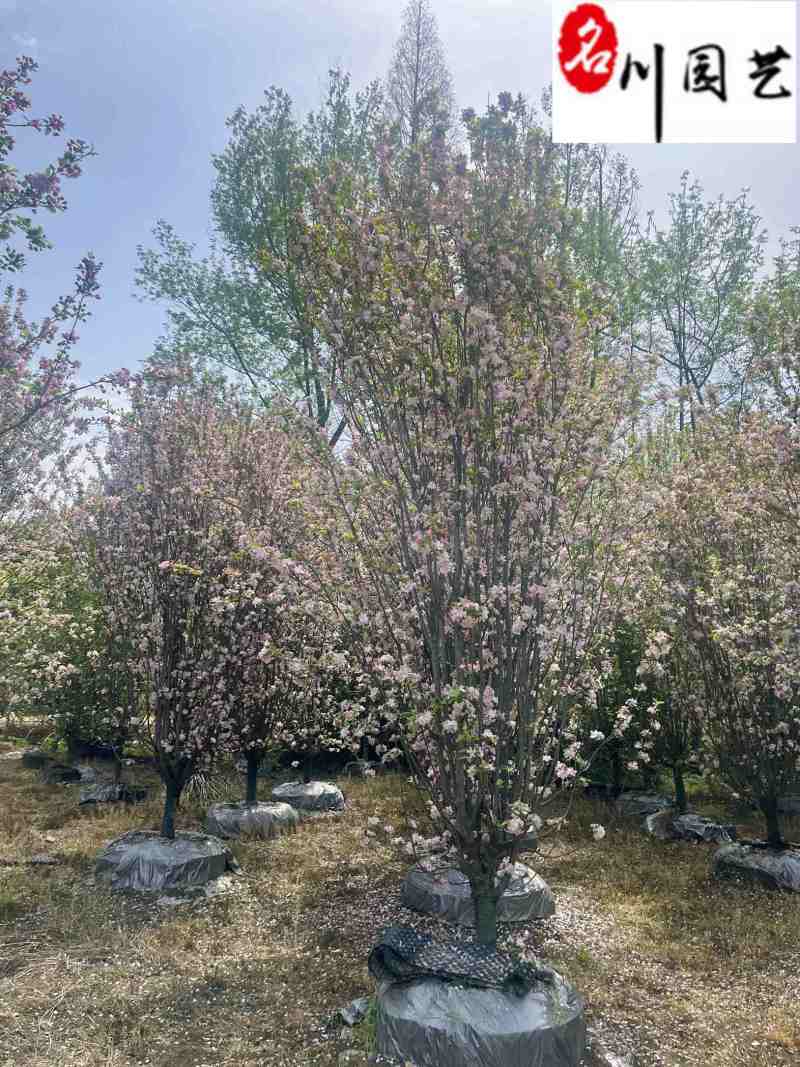 西府海棠8-15公分价格成都西府海棠基地直供自产自销
