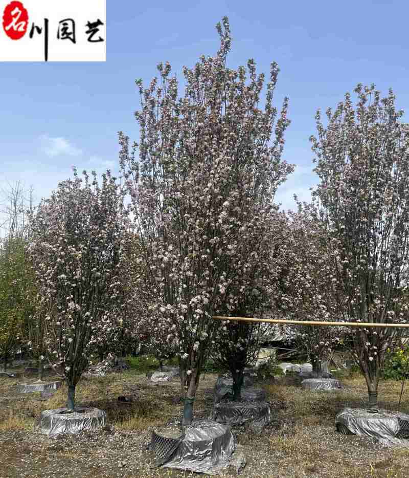 西府海棠8-15公分价格成都西府海棠基地直供自产自销