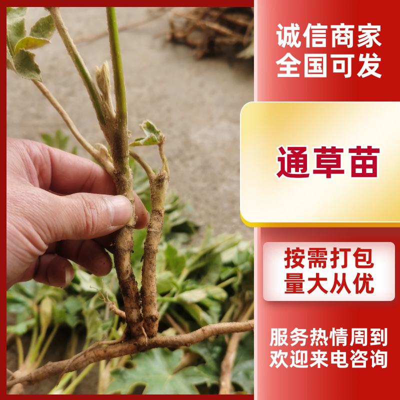 通草苗基地直发品质保证提供技术指导量大优惠