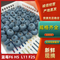 蓝莓山东暖棚蓝莓大量上市品种齐全口感香甜一手货源全国发货