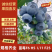 山东蓝莓，蓝莓大量上市，公爵蓝莓上市量大口感鲜美