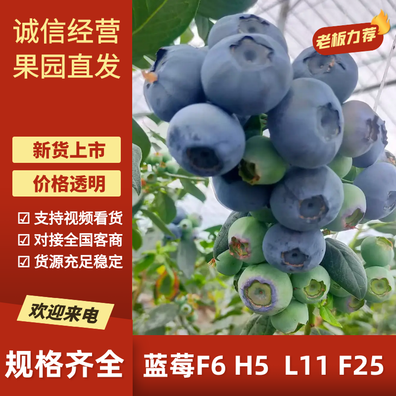 山东蓝莓，蓝莓大量上市，公爵蓝莓上市量大口感鲜美