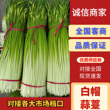 江苏徐州丰县，白帽蒜薹大量上市，供应全国各大市场商超