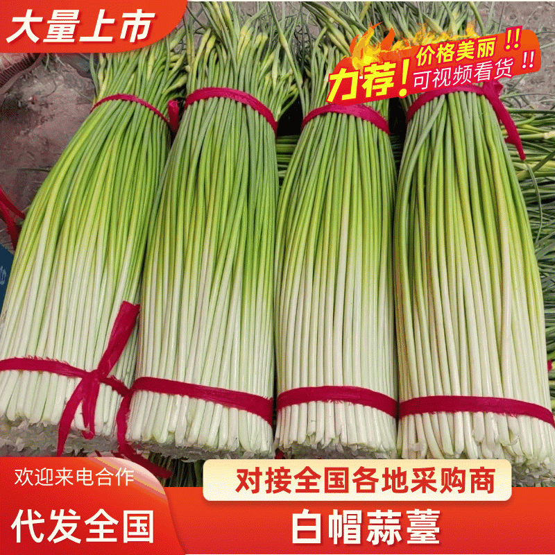 徐州白帽蒜苔大量上市中，产地直发，支持全国各大市场，商超