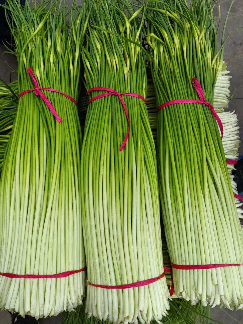 江苏徐州丰县，白帽蒜薹大量上市，供应全国各大市场商超
