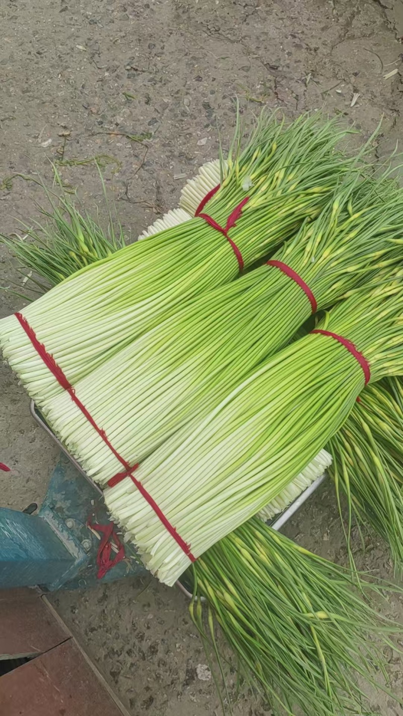 江苏徐州丰县，白帽蒜薹大量上市，供应全国各大市场商超