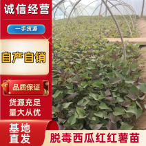脱毒西瓜红红薯苗质量保障量大从优对接全国欢迎订购