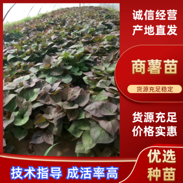 【品种规格多样】商薯苗，商薯19苗济薯26苗，哈密电联