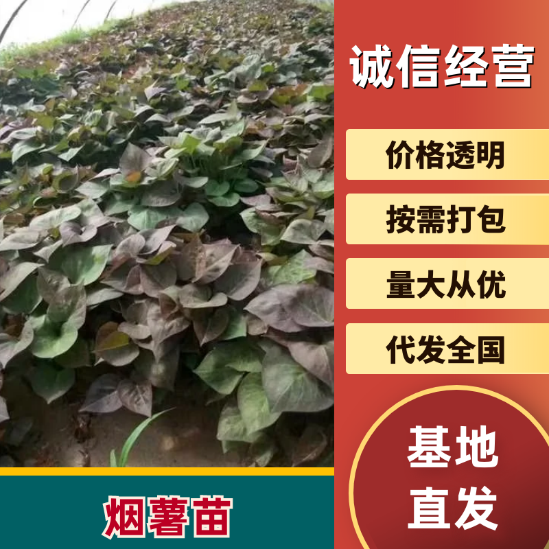 【现货速发】烟薯苗，基地直供质量保障，货源充足电联