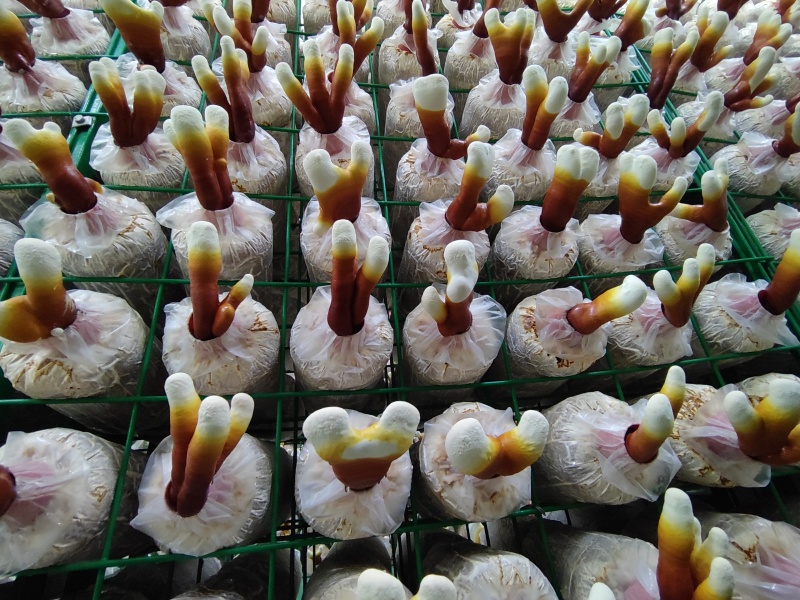 【牛商优选】菌包厂家盆栽灵芝菌棒菌丝良好