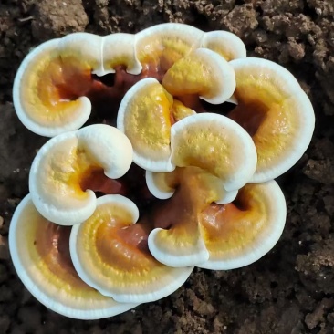 【牛商优选】灵芝盆栽菌包灵芝花赤芝菌棒可观赏食用