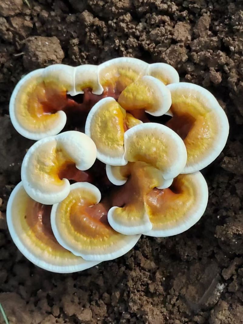 【牛商优选】灵芝盆栽菌包灵芝花赤芝菌棒可观赏食用