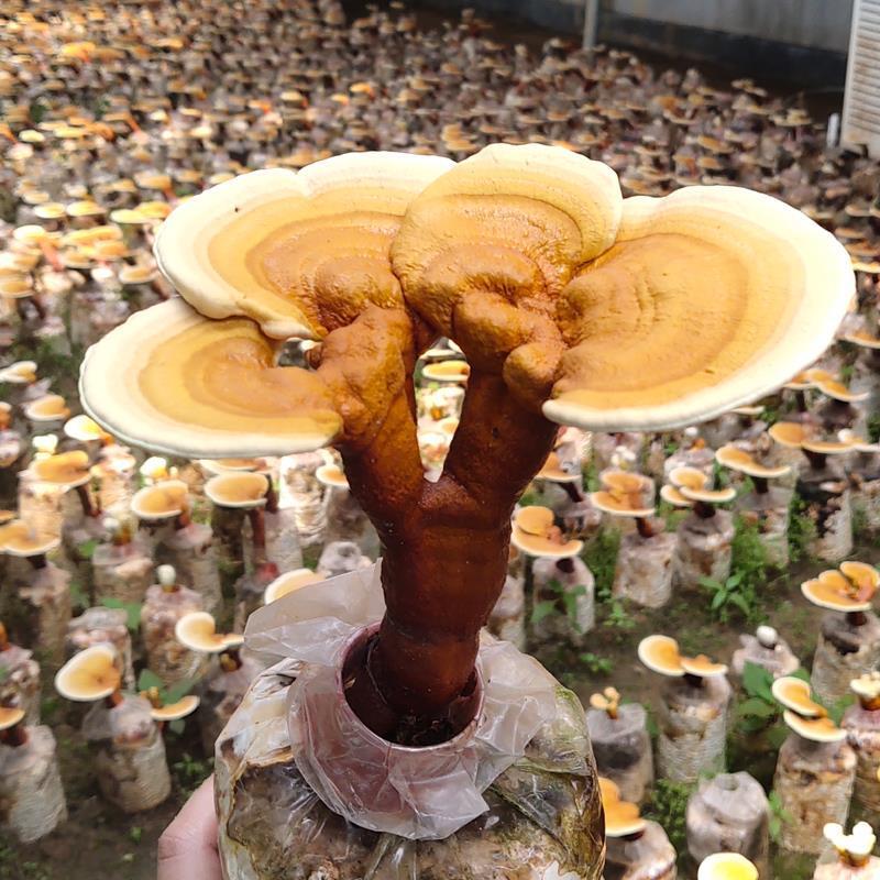 【牛商优选】灵芝盆栽菌包灵芝花赤芝菌棒可观赏食用