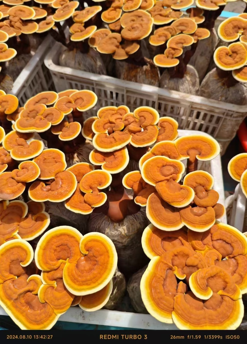 【牛商优选】灵芝盆栽菌包灵芝花赤芝菌棒可观赏食用