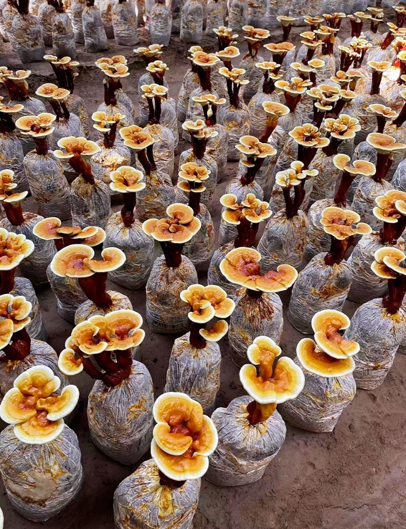 【牛商优选】灵芝盆栽菌包灵芝花赤芝菌棒可观赏食用