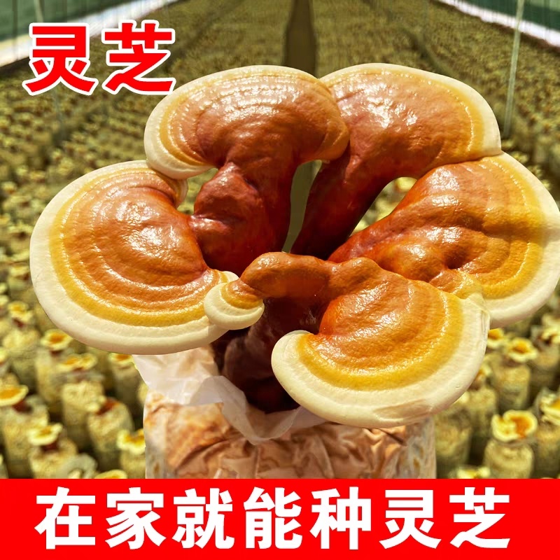 【牛商优选】灵芝盆栽菌包灵芝花赤芝菌棒可观赏食用