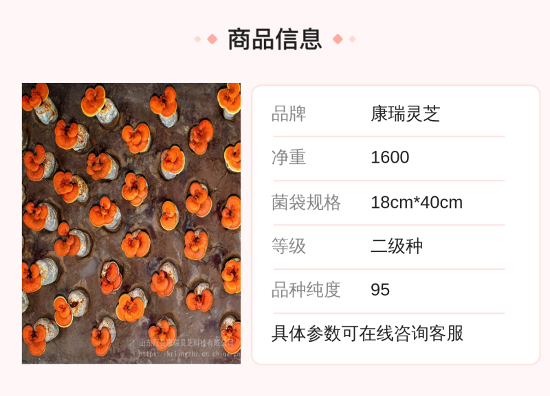 【牛商优选】灵芝盆栽菌包灵芝花赤芝菌棒可观赏食用