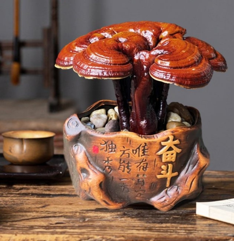 【牛商优选】活体灵芝盆栽灵芝花生态观光农业