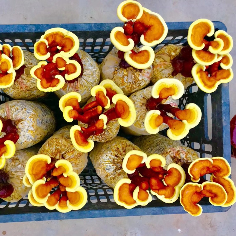 【牛商优选】活体灵芝盆栽灵芝花生态观光农业