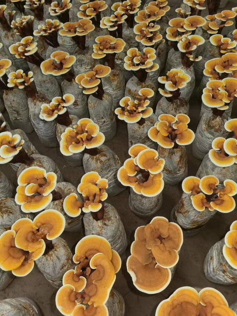 【牛商优选】活体灵芝盆栽灵芝花生态观光农业