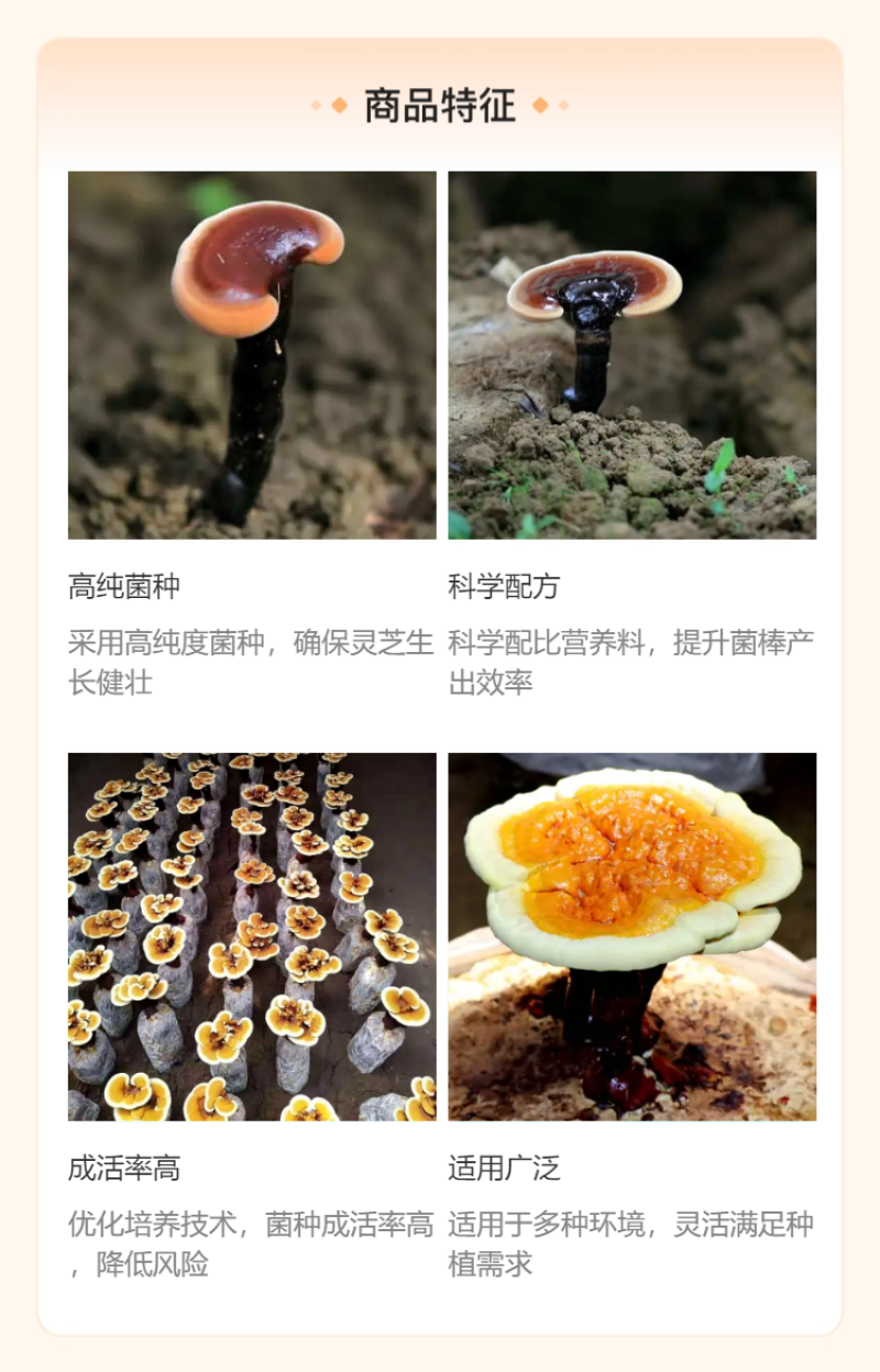【牛商优选】灵芝菌棒厂家灵芝菌包灵芝菌种苗冠县灵芝