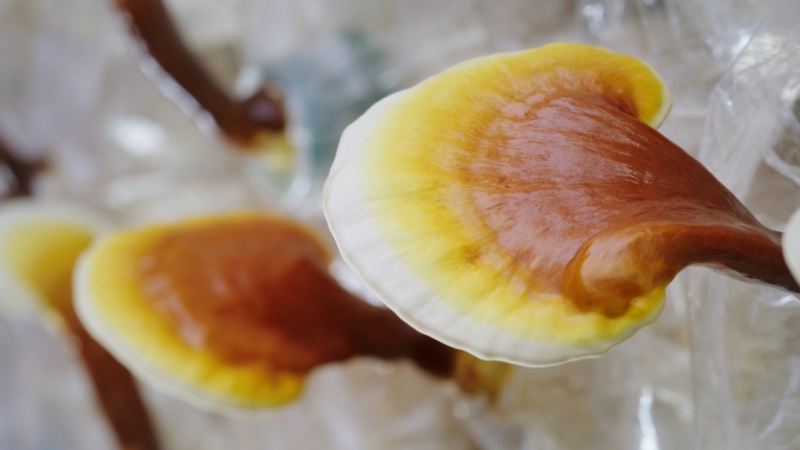 【牛商优选】黑灵芝菌棒食药用菌栽培种甜灵芝美芝