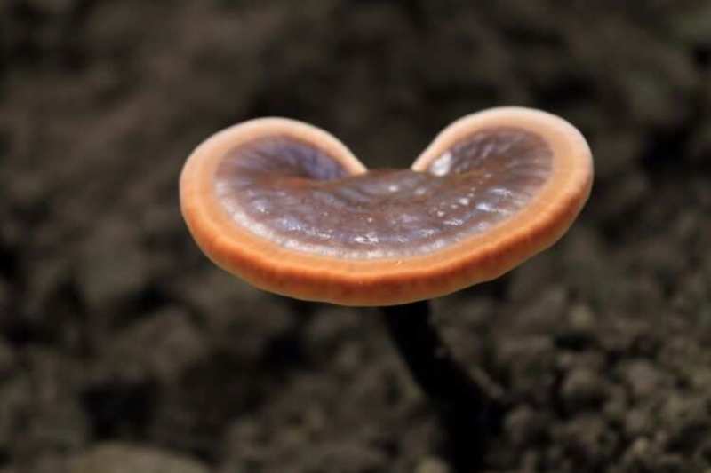 【牛商优选】黑灵芝菌棒食药用菌栽培种甜灵芝美芝
