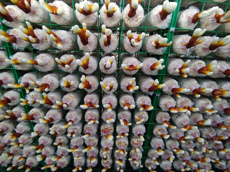 【牛商优选】黑灵芝菌棒食药用菌栽培种甜灵芝美芝
