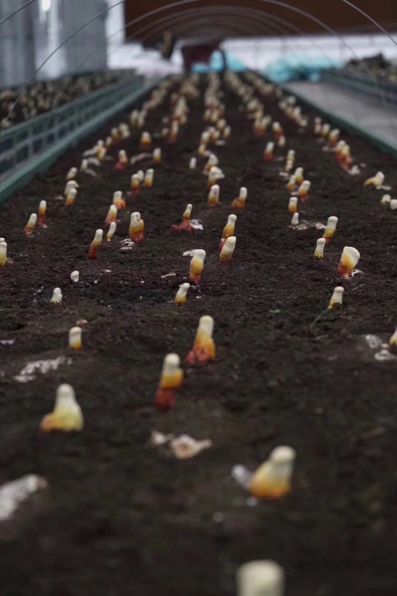【牛商优选】灵芝栽培种苗黑芝菌种美国灵芝菌种厂家