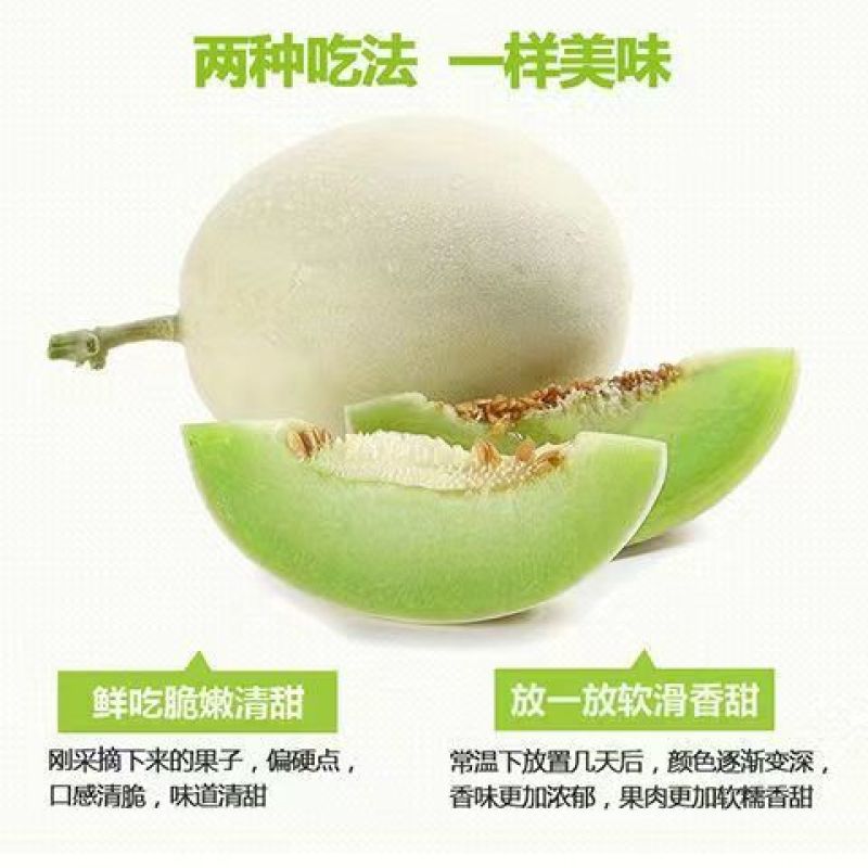 玉菇甜瓜冰淇淋甜瓜一件代发