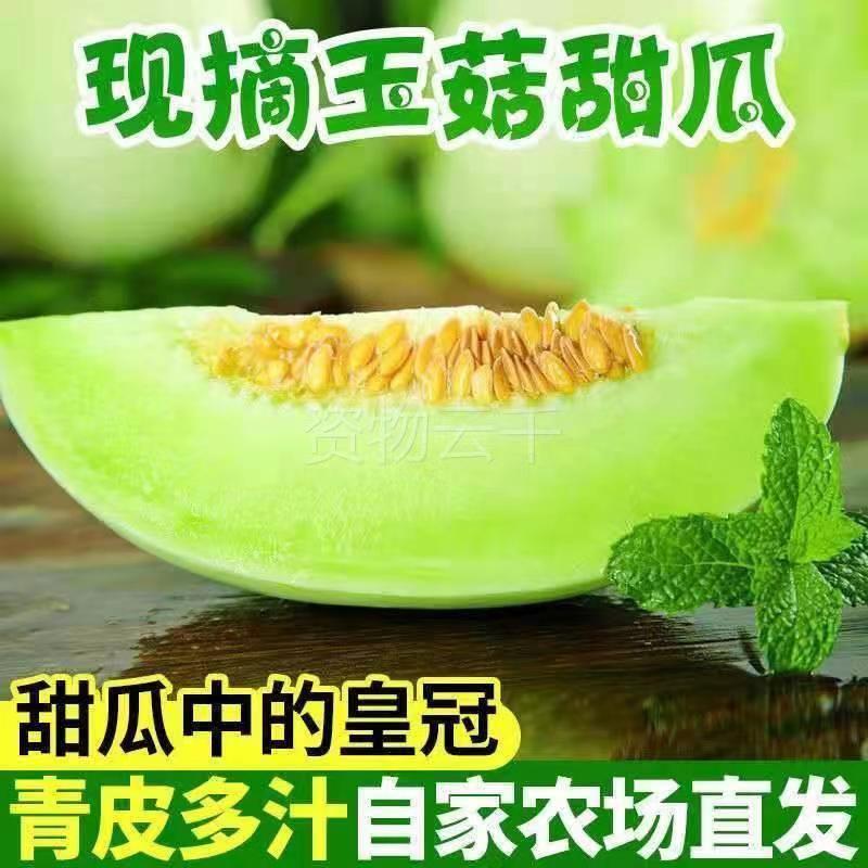 玉菇甜瓜冰淇淋甜瓜一件代发