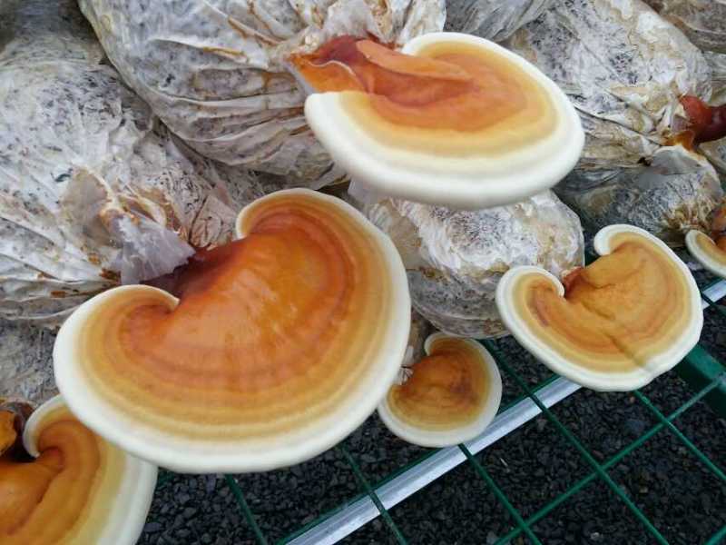 【牛商优选】赤灵芝菌包灵芝种植基地源头厂家