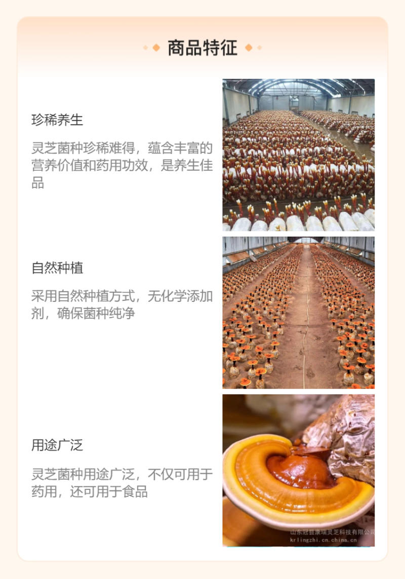 【牛商优选】赤灵芝菌包灵芝种植基地源头厂家