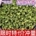 青花椒青麻椒特麻500g藤椒四川散装汉源麻椒绿麻椒干粉香