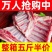 5斤新鲜羊排现杀内蒙古羊排尖小排肋排山羊排饭店鲜嫩生