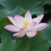 张银芳的一亩田店铺
